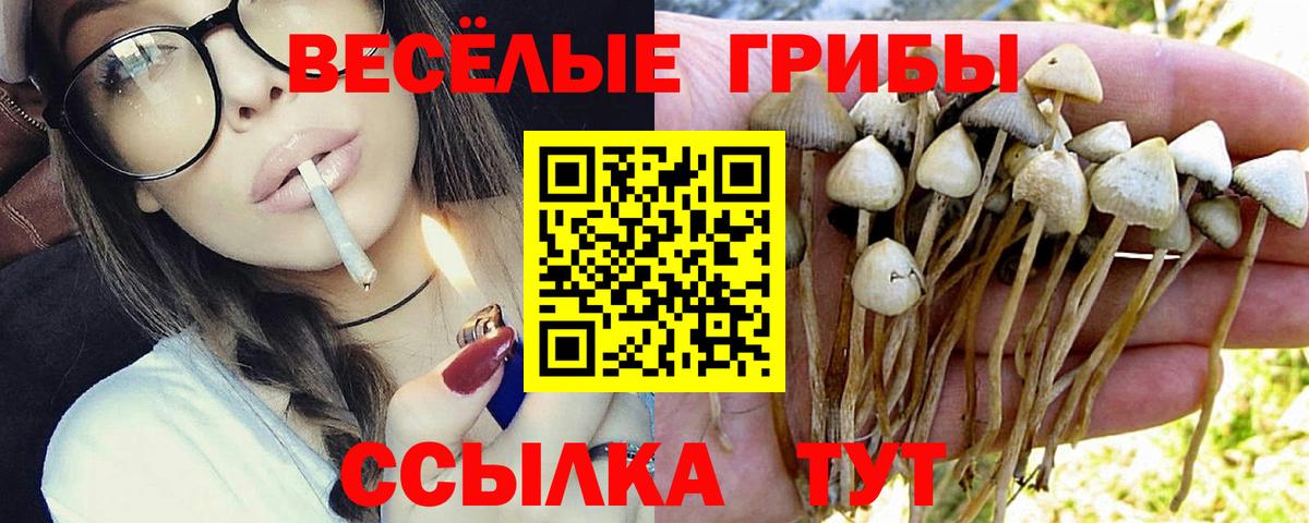Псилоцибиновые грибы прущие грибы  Вход с VPN  Кингисепп 